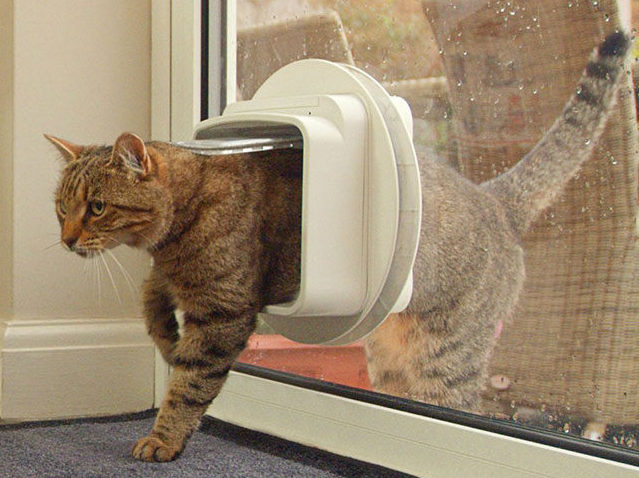 sydney pet doors for cat